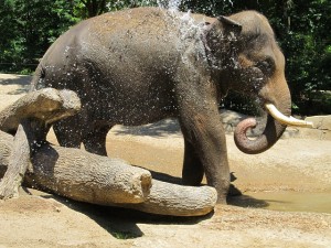 Elephant (2)