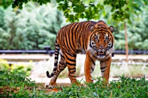Sumatran-tiger