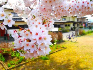 お花見のシートの大きさの目安は 座り心地を良くする工夫