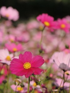 コスモスの花言葉 白やオレンジ色で違うの コスモスの花言葉 白やオレンジ色で違うの