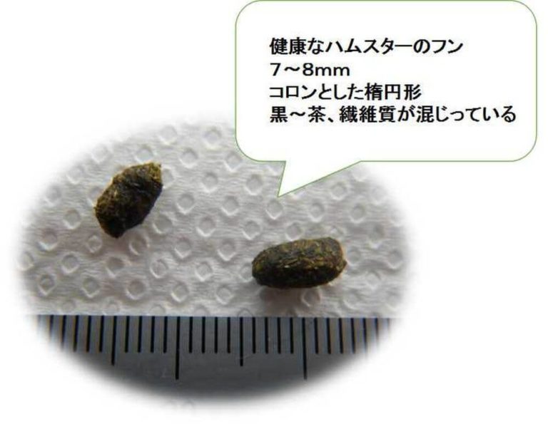 ハムスターの便秘は食べ物が関係する？治療方法についても解説